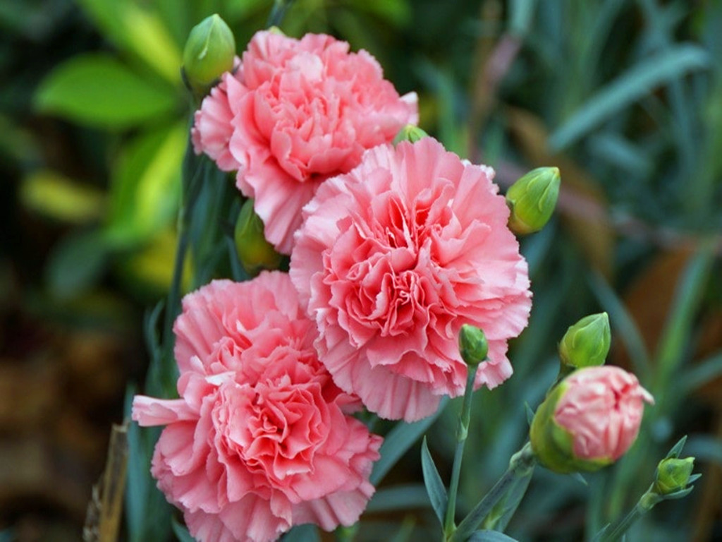 网购的康乃馨有小虫子,康乃馨花枯死了怎么救活