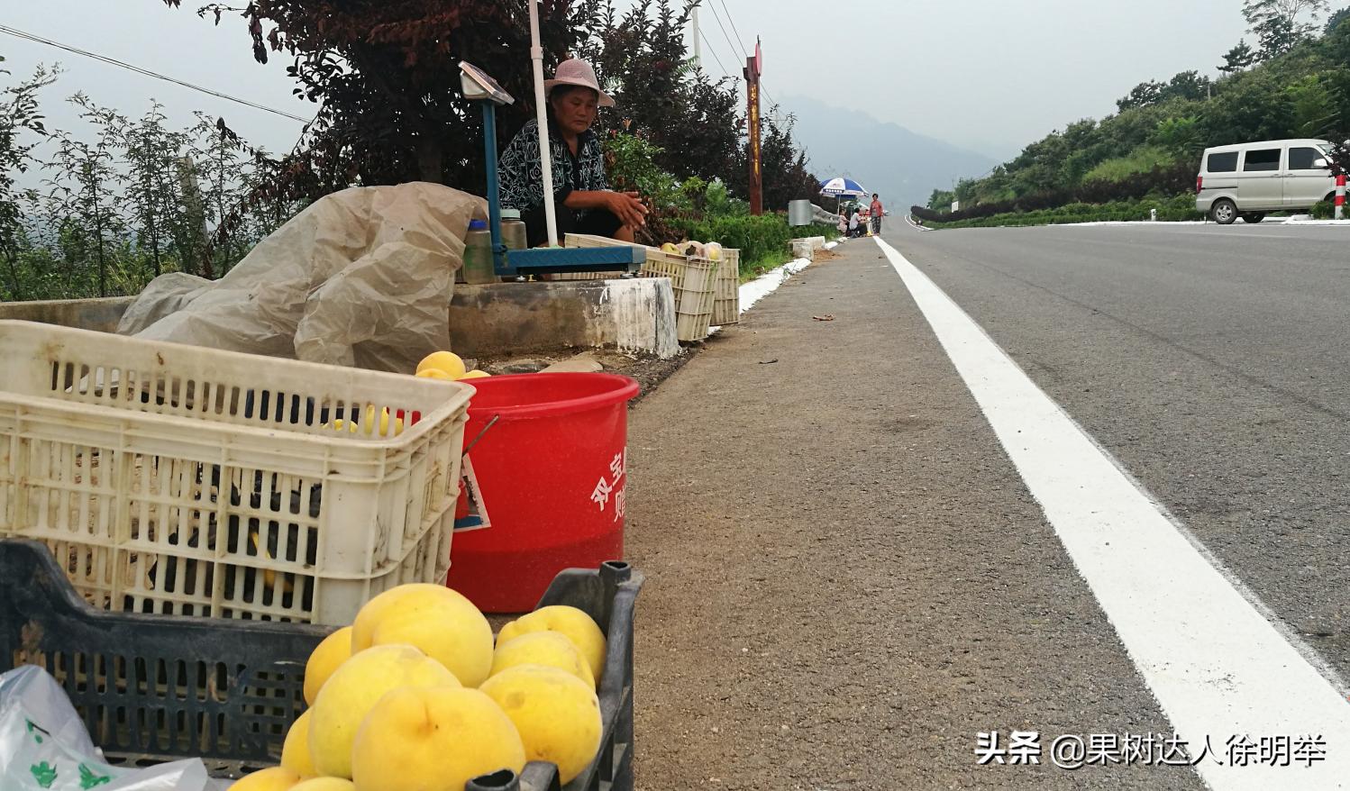 桃树产业,桃树园的发展方向