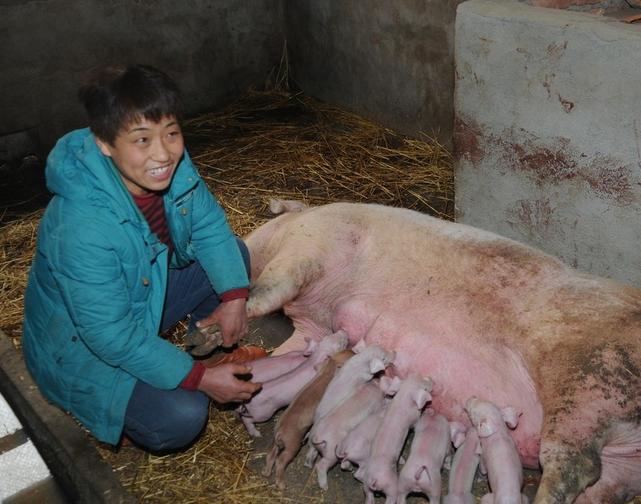母猪产程长是什么原因导致的,母猪迟迟不受孕怎么办