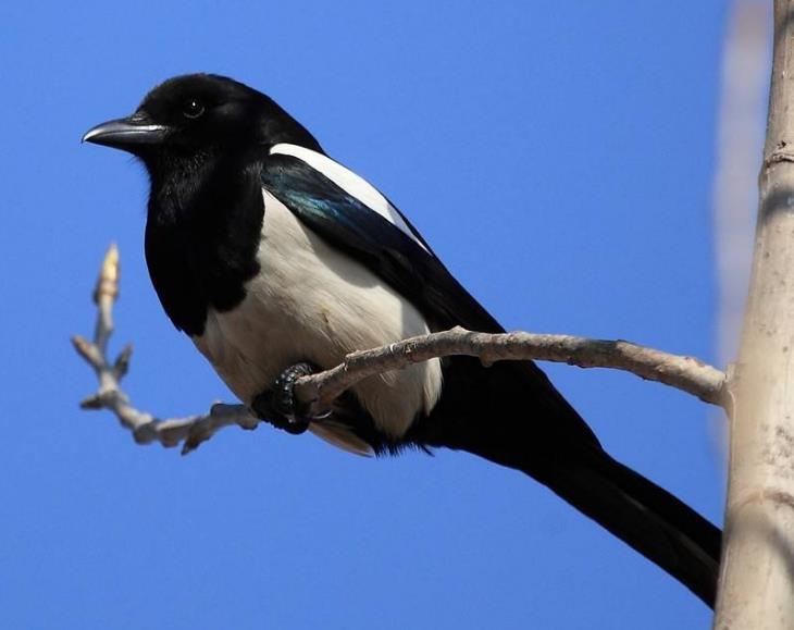 高清童年常见飞禽篇（值得珍藏）