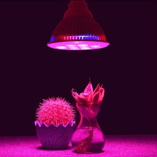 手把手教你在家做无土栽培蔬菜,在家无土种植蔬菜的新技术