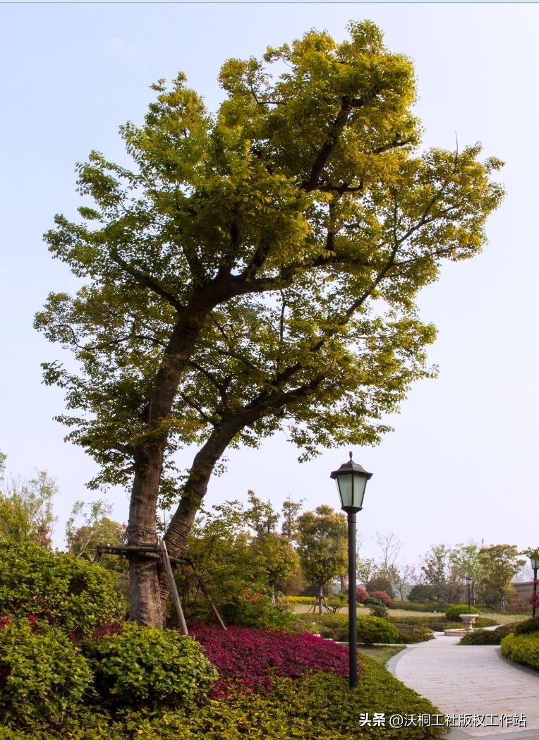 祥泰之州—凤城有佳木