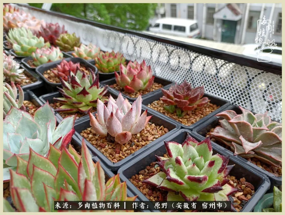 梅雨袭，酷暑至，多肉进入历劫季