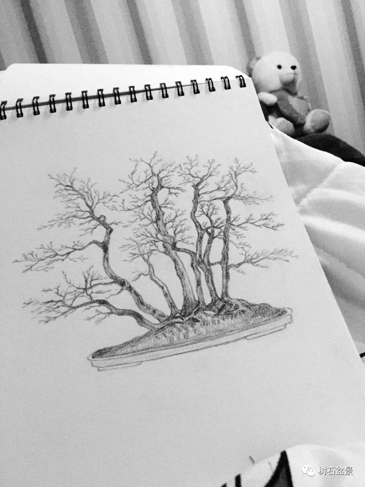 杨派盆景传承人,杨派盆景非遗传承人