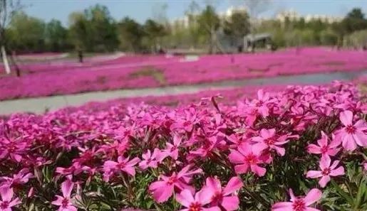 去看万紫千红的花海,五一近郊赏花去看缤纷七彩花田