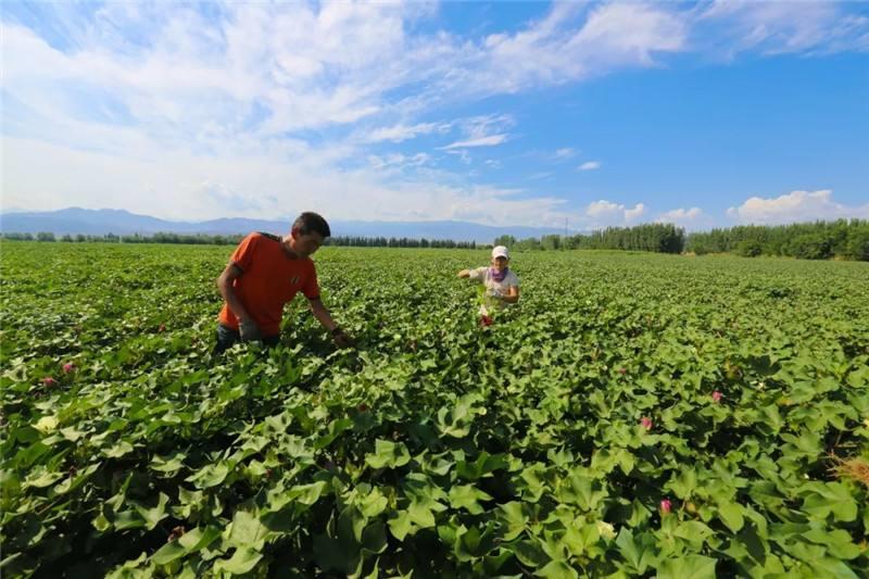 棉蚜的防治,蚜虫棉蚜