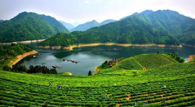 安化黑茶饼有收藏价值吗,安化黑茶有收藏价值吗多少钱