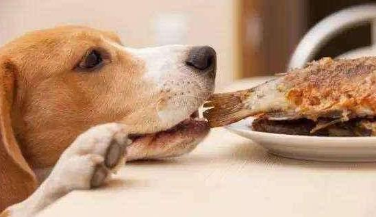 狗狗贪吃怎么教训它,狗狗特别贪吃怎么喂都不饱