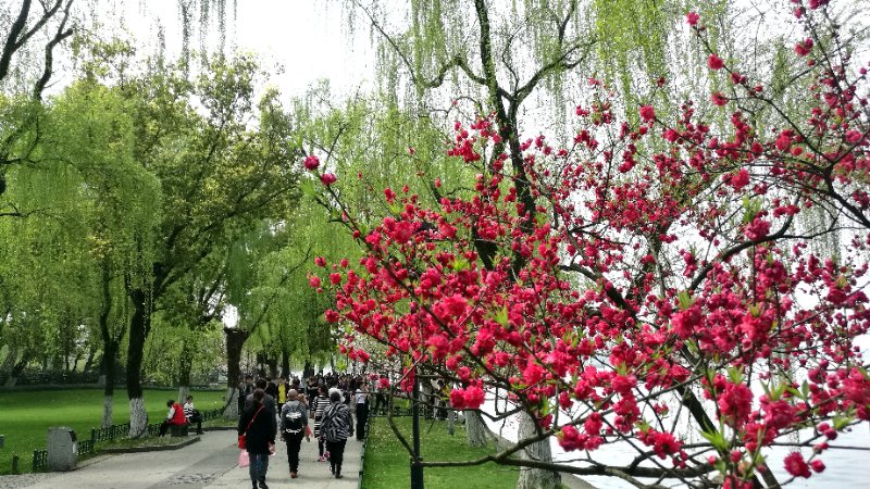 杭州西湖柳浪闻莺景区,杭州西湖柳浪闻莺历史简介