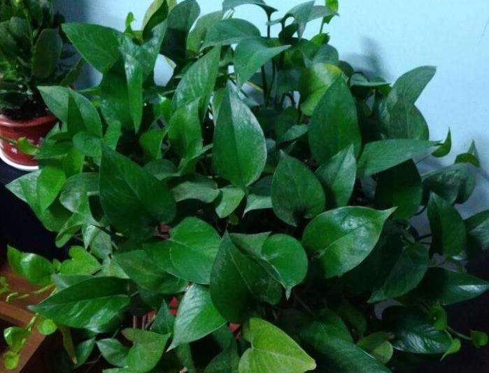 水池下面可以养绿萝吗,飘窗鱼缸里养绿萝