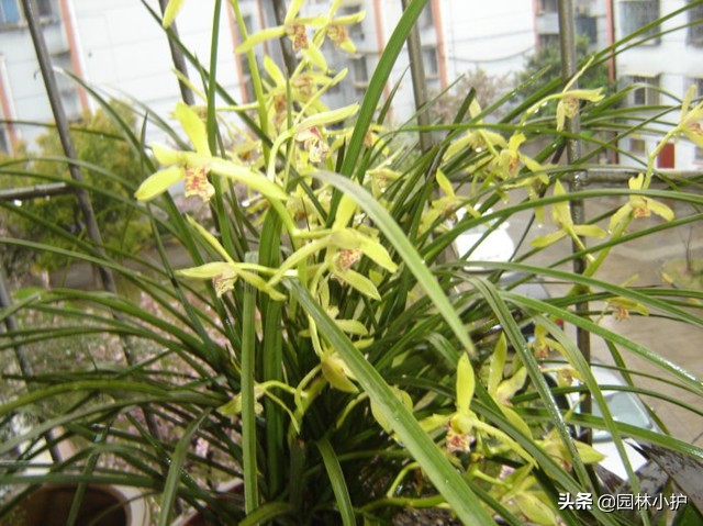 十大名花及其花语,世界上十大名花的花语