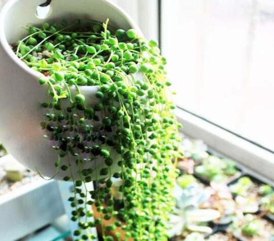 这6种花适合养在书房,装饰花草植物大全