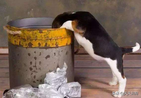 狗翻垃圾桶怎么办,怎么让狗不再翻垃圾桶