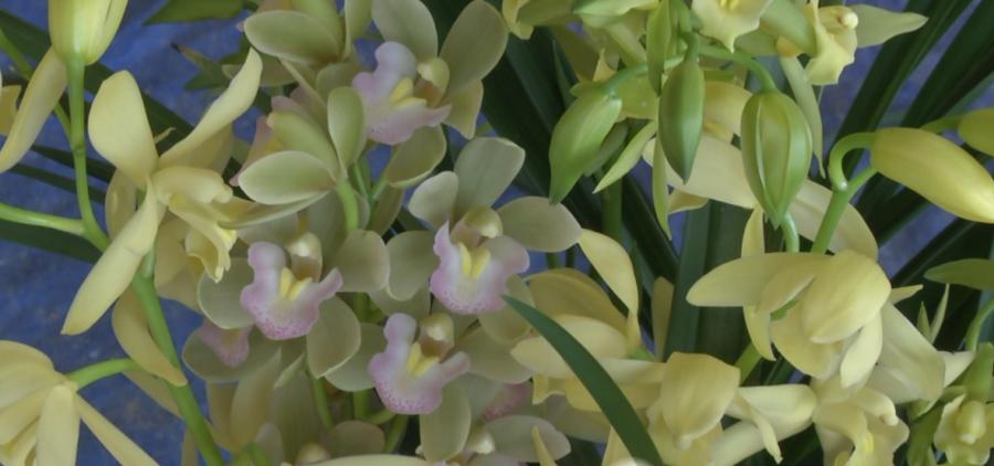 漳州南靖：中国兰谷之乡，花卉产业蝶变跃升