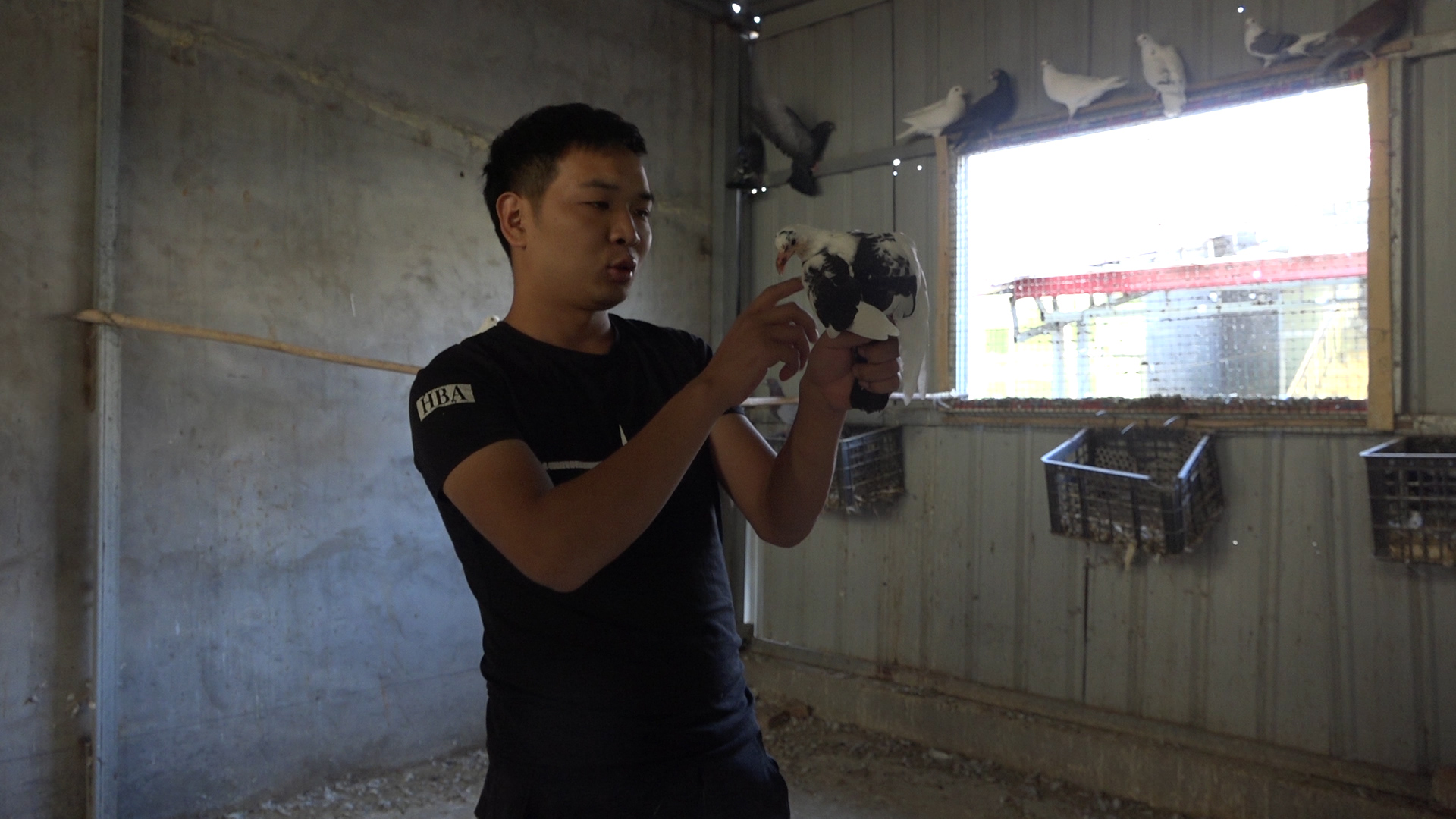 母鸽不产蛋有什么好的治疗办法,母鸽下完蛋被拿走了多久能再下蛋