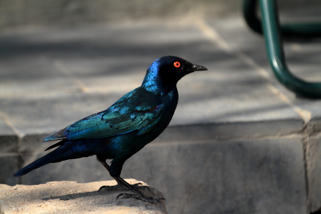 小八哥生病拉肚子,八哥幼鸟拉肚子站立不起来