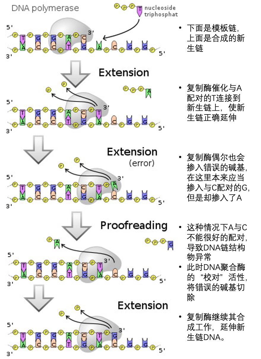 病毒变异那么快会不会自己变异死,现在病毒变异成什么东西
