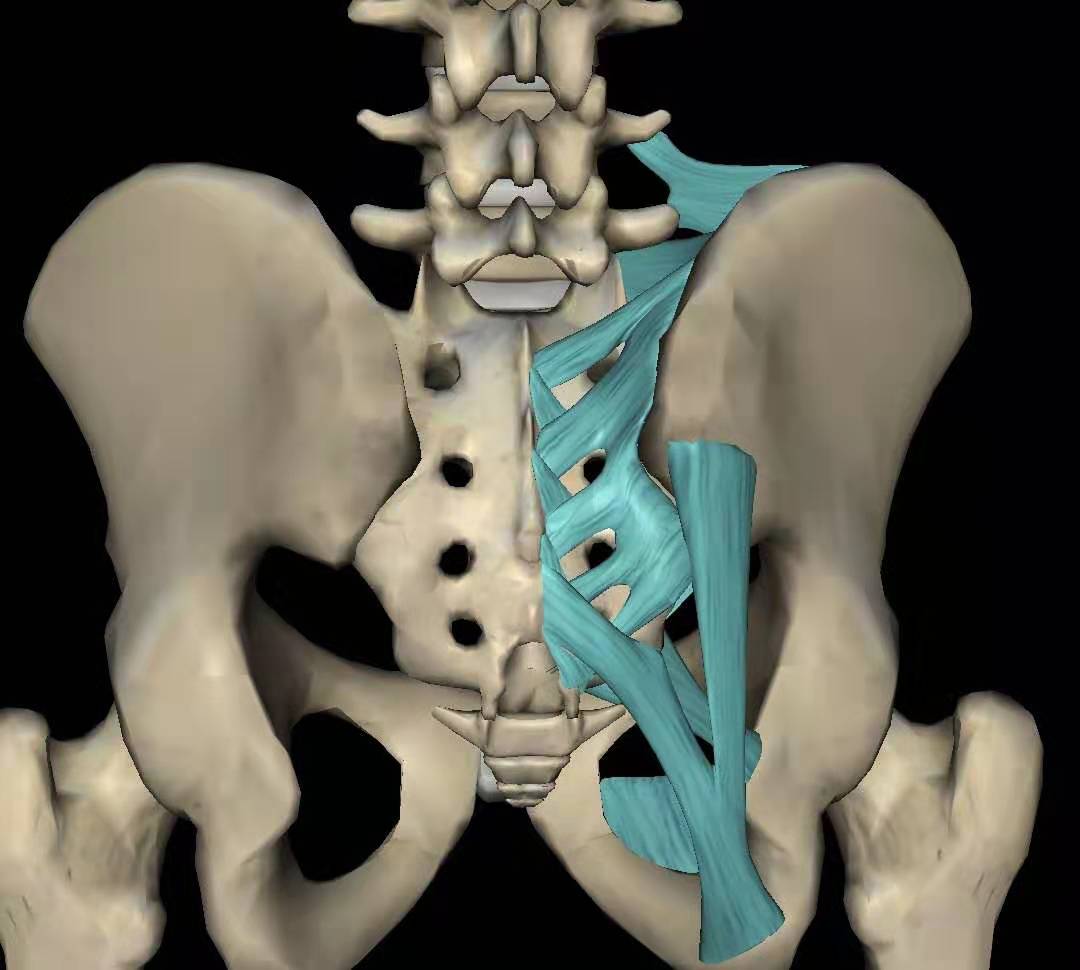 臀部与屁股疼痛是什么原因,屁股疼怎么判断是不是坐骨神经痛