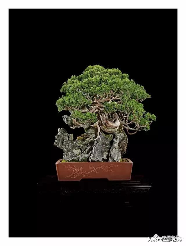 玩盆景必备栽种知识,观赏盆景的意境