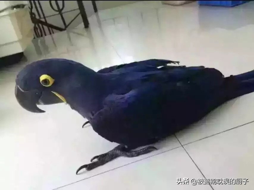 最顶级的鹦鹉多少钱,价格最低的鹦鹉