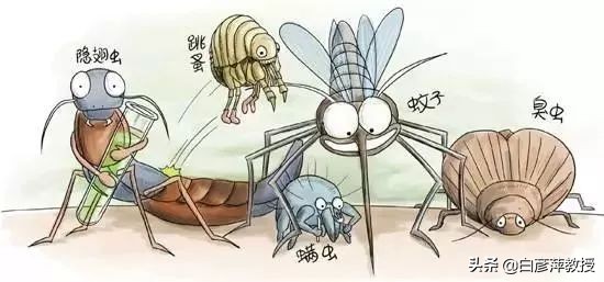怎样除花草蚊虫叮咬的虫子,毒虫叮咬防虫知识