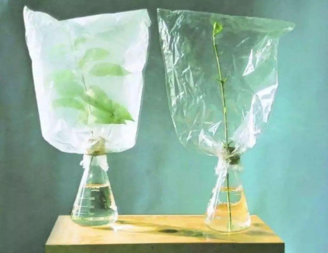 植物过冬的方法有哪些四年级50字,植物过冬的方法简短只有十字