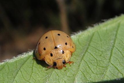 吃肉的瓢虫是农夫的好帮手,别再将它们一网杀尽啦!