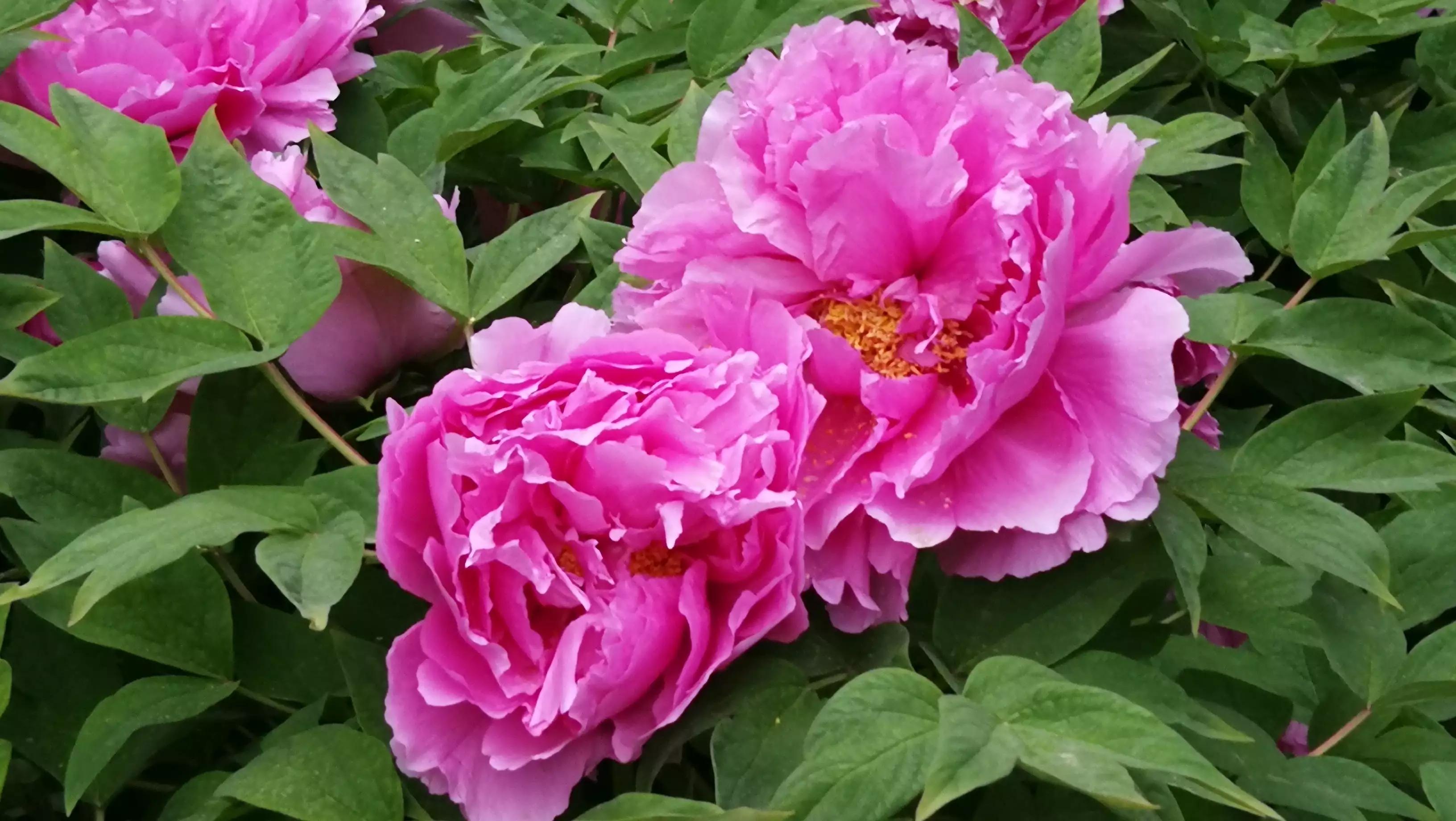 刘禹锡典故,刘禹锡的成语故事