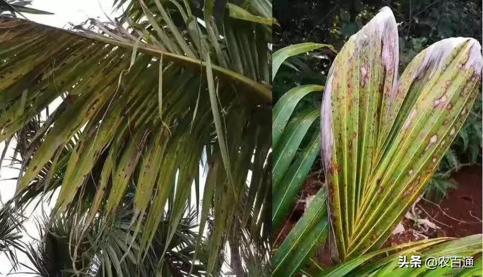 槟榔病虫害管理用药,海南槟榔5月份的病虫害管理