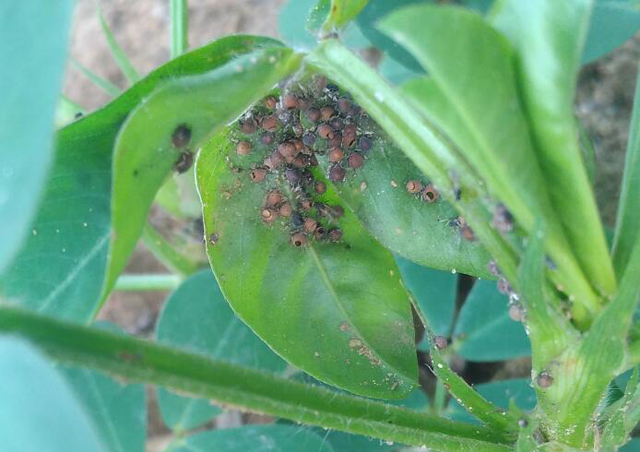种花生会长什么虫,花生地里长的大白虫子怎么办