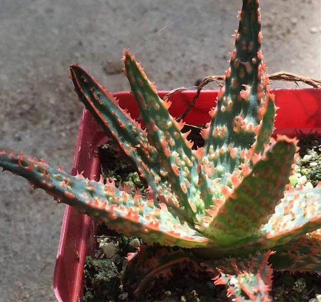 芦荟叶片发红怎么回事,芦荟叶片慢慢发黄是怎么回事