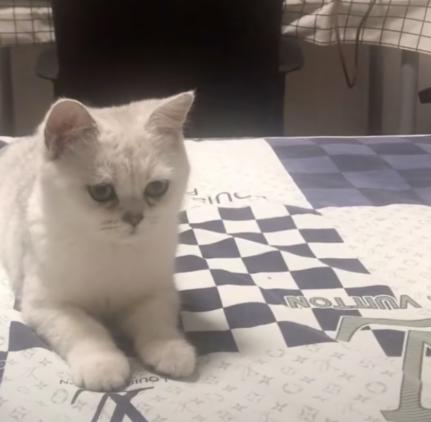 主人出门猫咪在做什么,主人出门猫咪独自在家