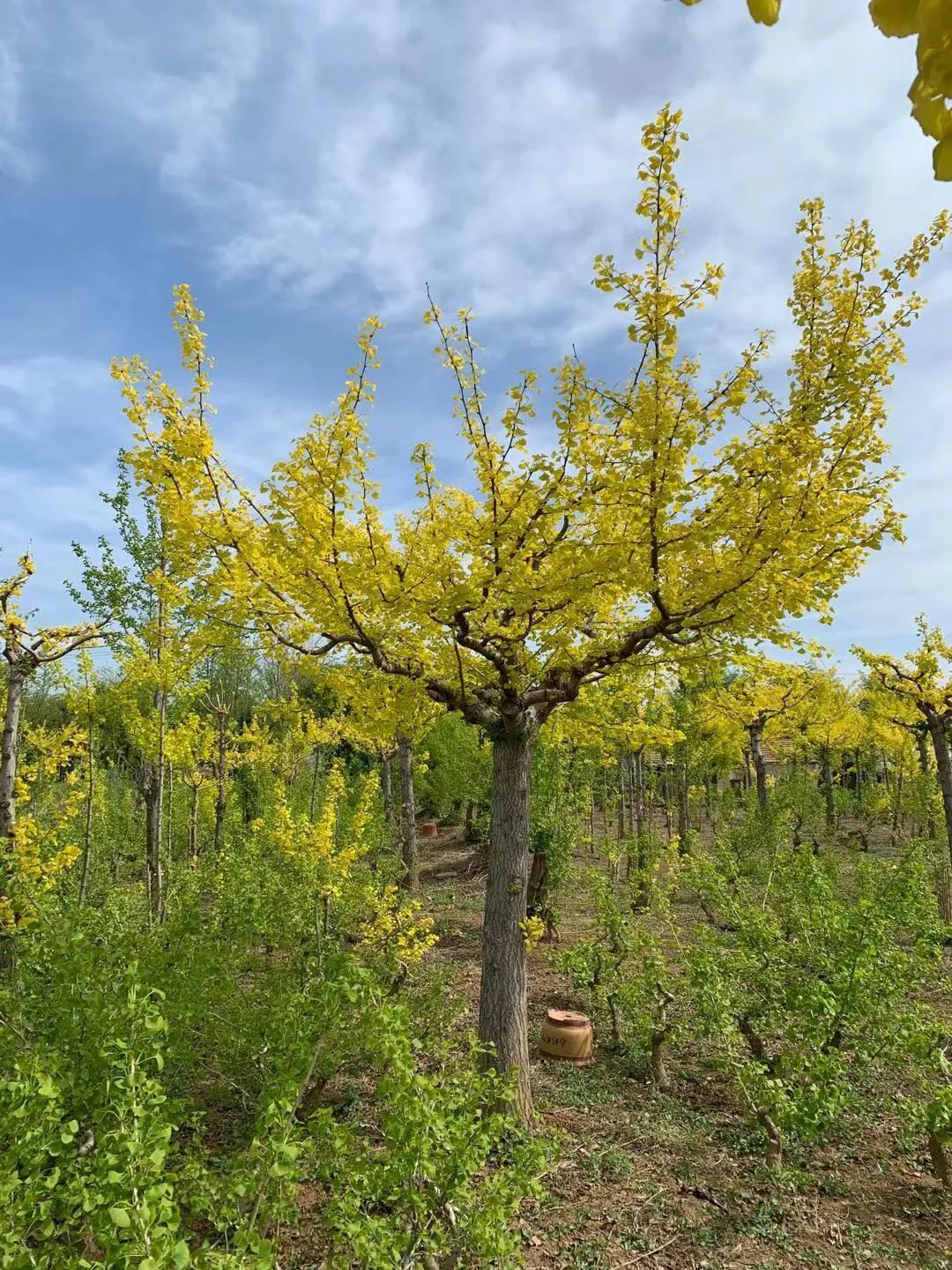 这种银杏不仅秋季金叶，春季叶色也是金黄