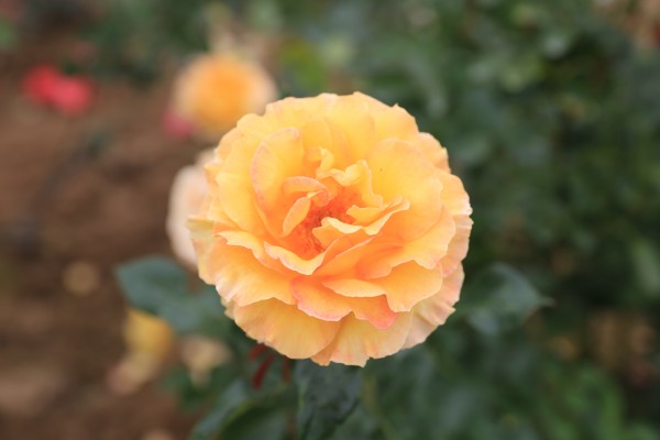 森林花海亲子游攻略,森林公园亲子游推荐