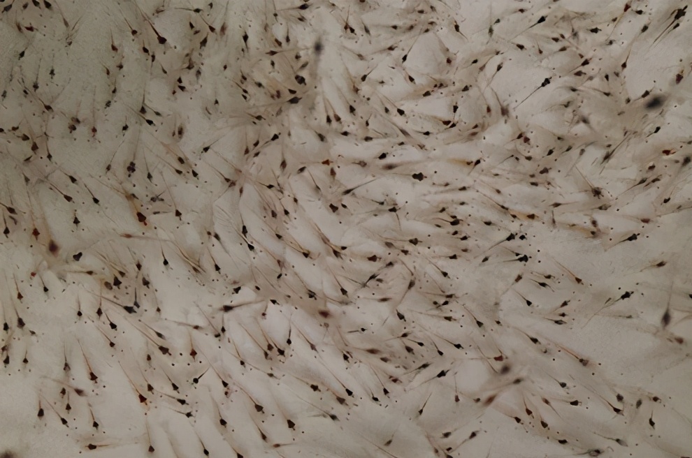 养虾的十大基本知识,养虾技术大全100种