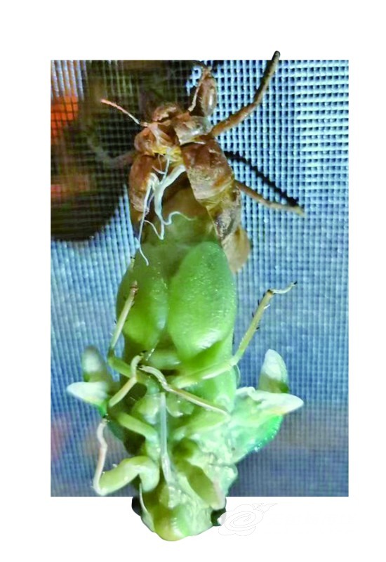 想领略蝉噪林愈静意境吗，宜兴有人捕蝉用麻袋装着去卖钱