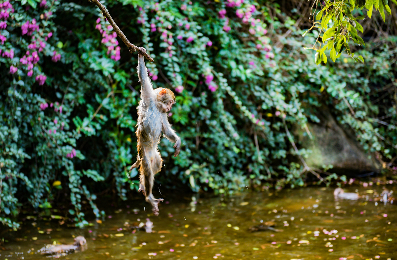 你在南方瑟瑟发抖，我在这里遛娃、看猴、赶海····