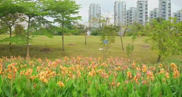 深圳花海公园推荐景点有哪些,深圳花海公园地址在哪里