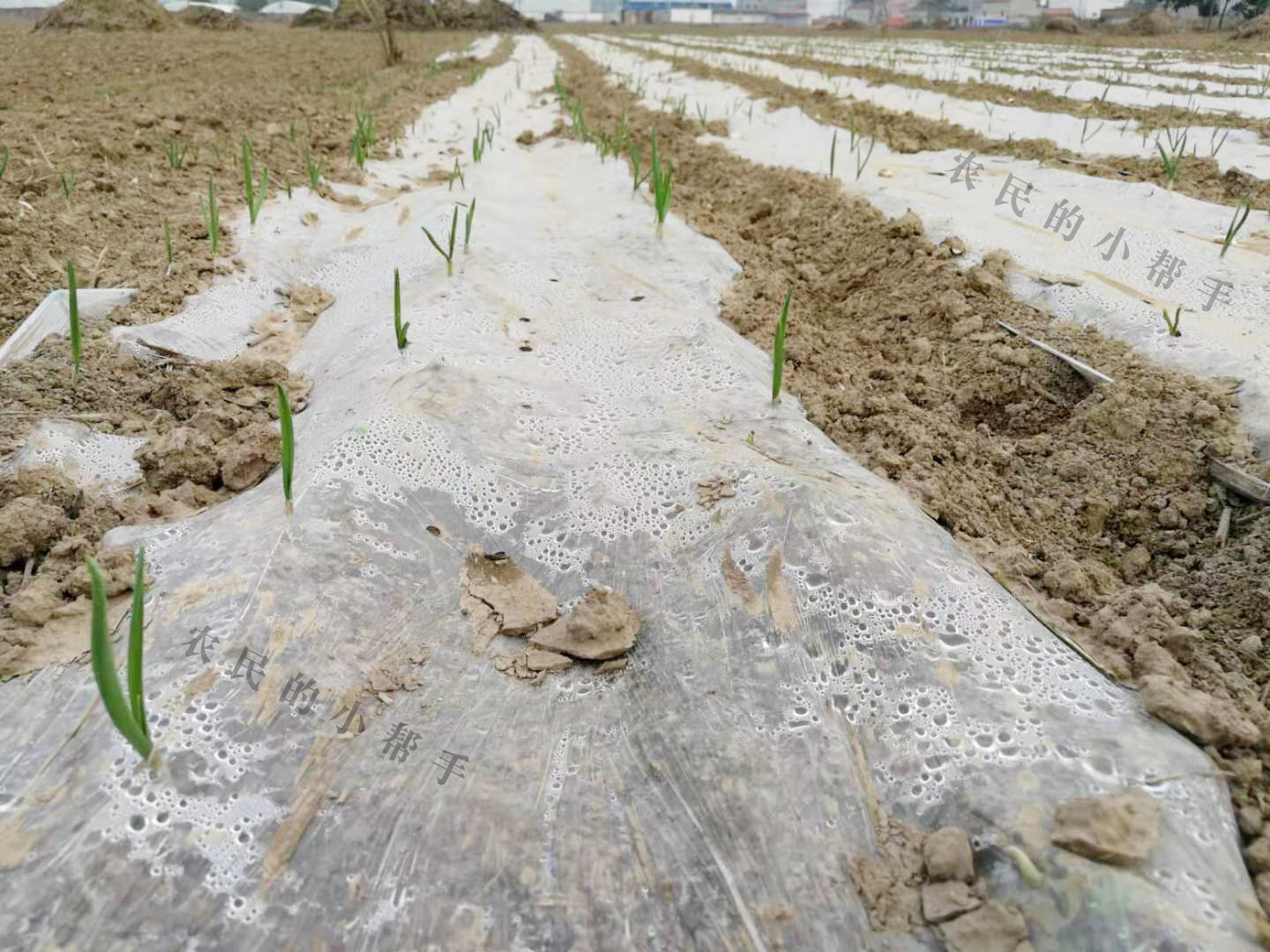 大蒜小苗长得细怎么回事,大蒜幼苗弱苗现在怎样管理