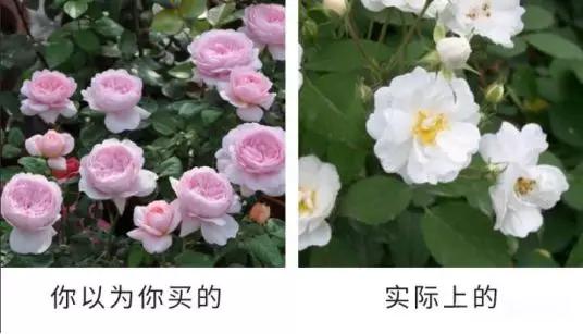 宿迁神苗是真的吗,宿迁的苗木为什么叫神苗