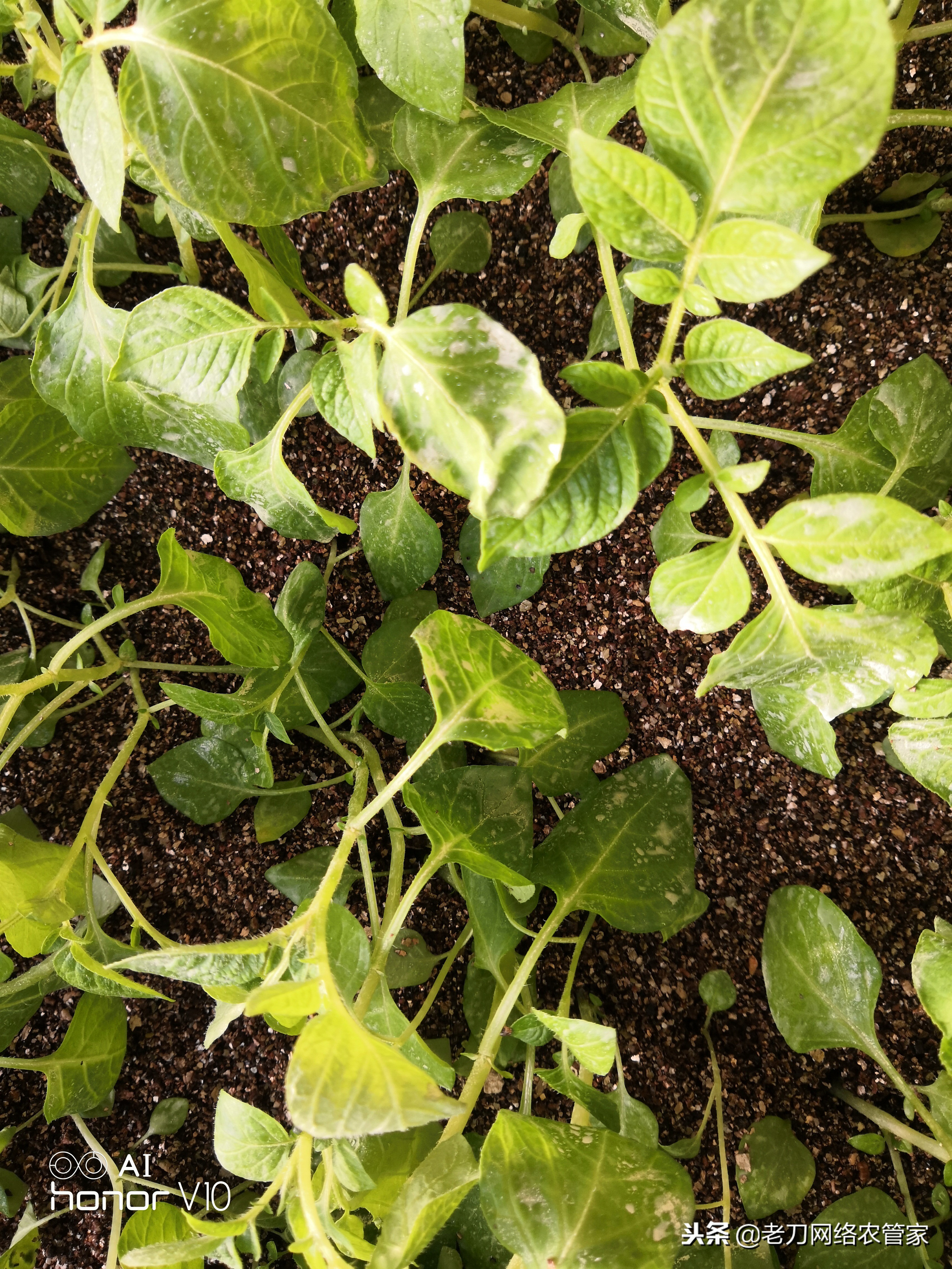 防治马铃薯晚疫病青枯病的特效药,马铃薯枯萎病的原因