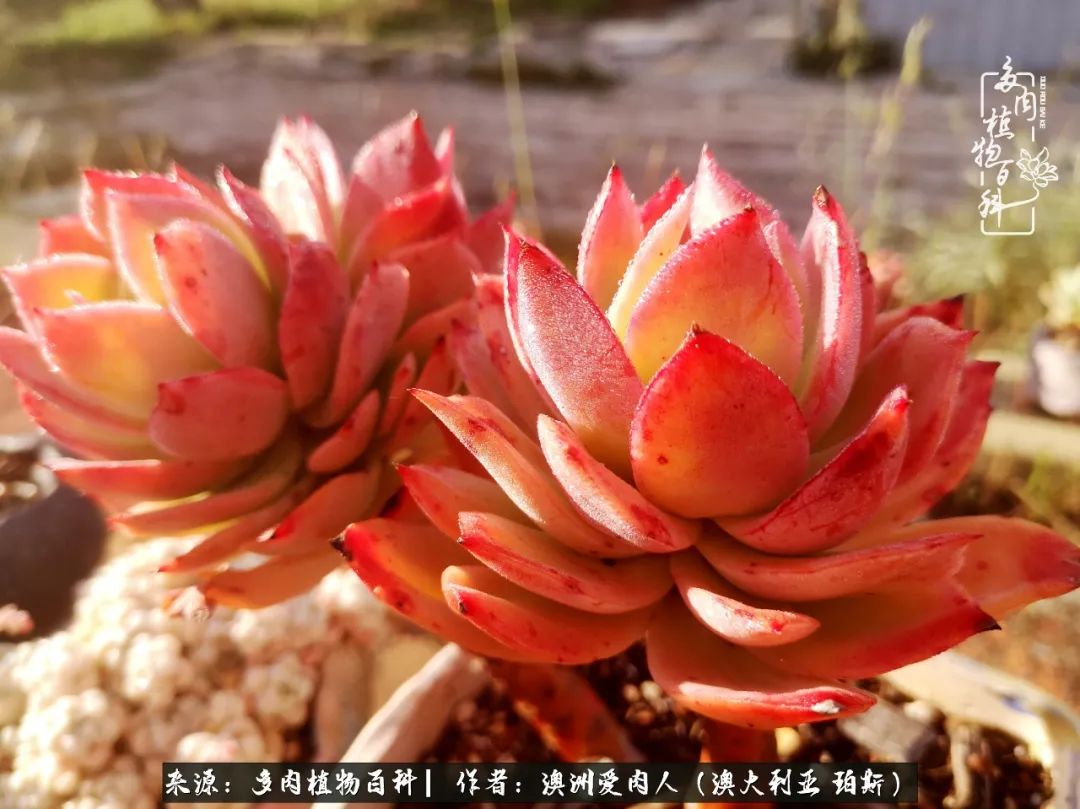 采蘑菇的小姑娘，“转行”来把多肉养