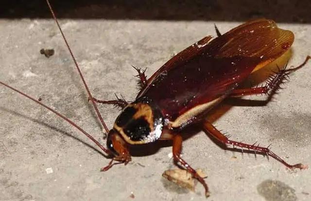 建房时容易出现的虫子,房子突然出现好多各种各样的虫子