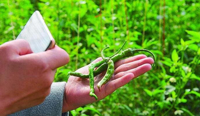 青海建设智能温室大棚多少钱,青海智能温室大棚报价