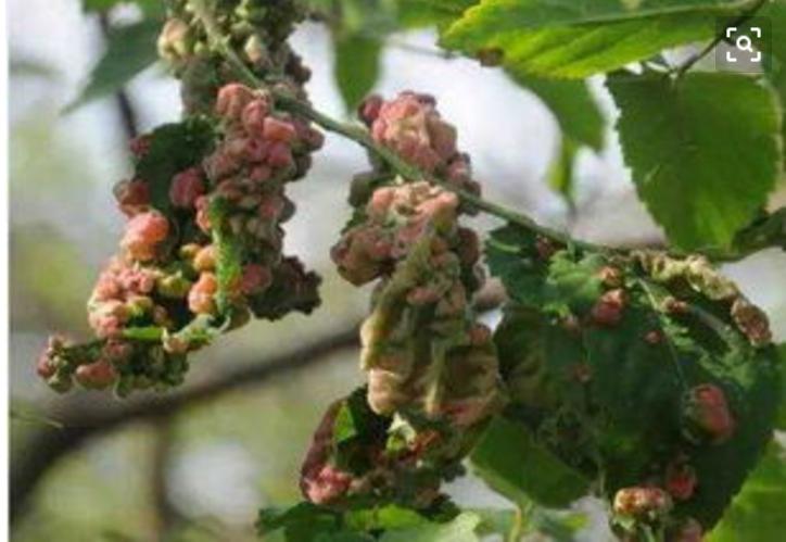 农作物药害处理办法,如何正确诊断农作物药害