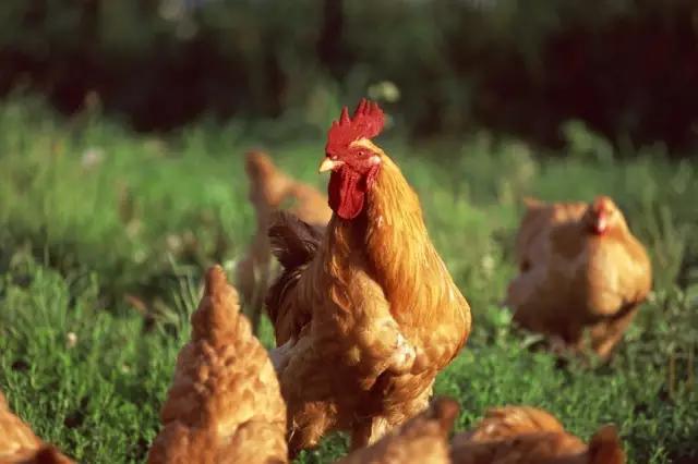 羊肉是发物肿瘤患者敢吃吗,海参是发物肿瘤患者能吃吗