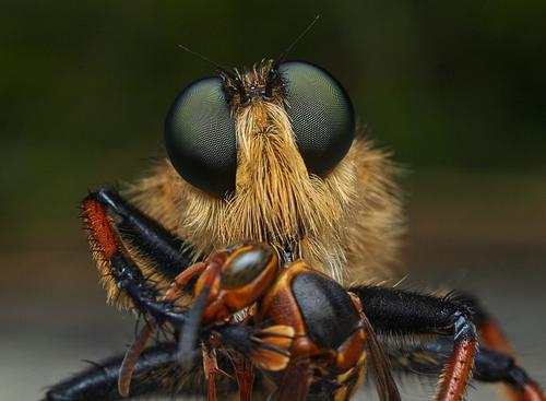 看着像苍蝇但是尾巴比苍蝇长,看着像苍蝇的小飞虫是什么