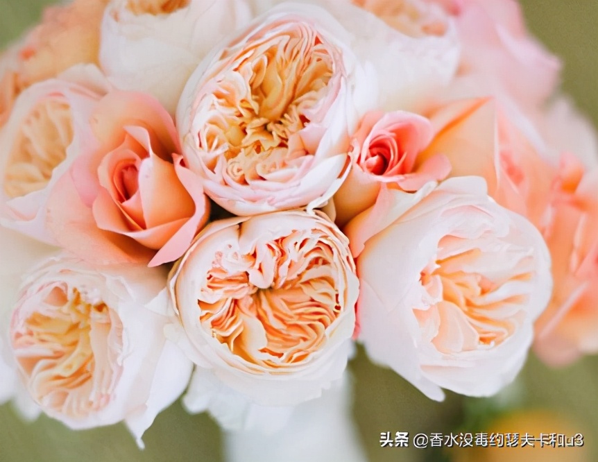 娇兰的沙龙线也有失手的时候，并不值得买