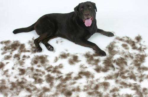 拉布拉多犬真的有尴尬期吗,拉布拉多犬尴尬期的变化