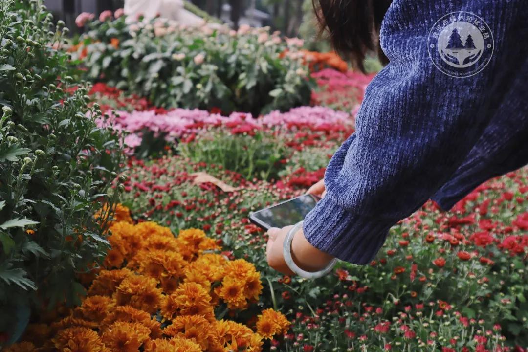 金秋时节菊展赏菊,趁着周末逛菊展